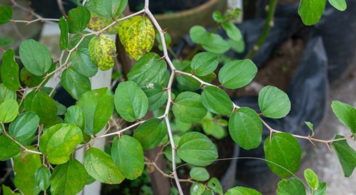 Mengapa Daun Bidara Wajib Ada di Setiap Rumah?, Inilah Tanaman Herbal dengan Manfaat Tak Terbatas!