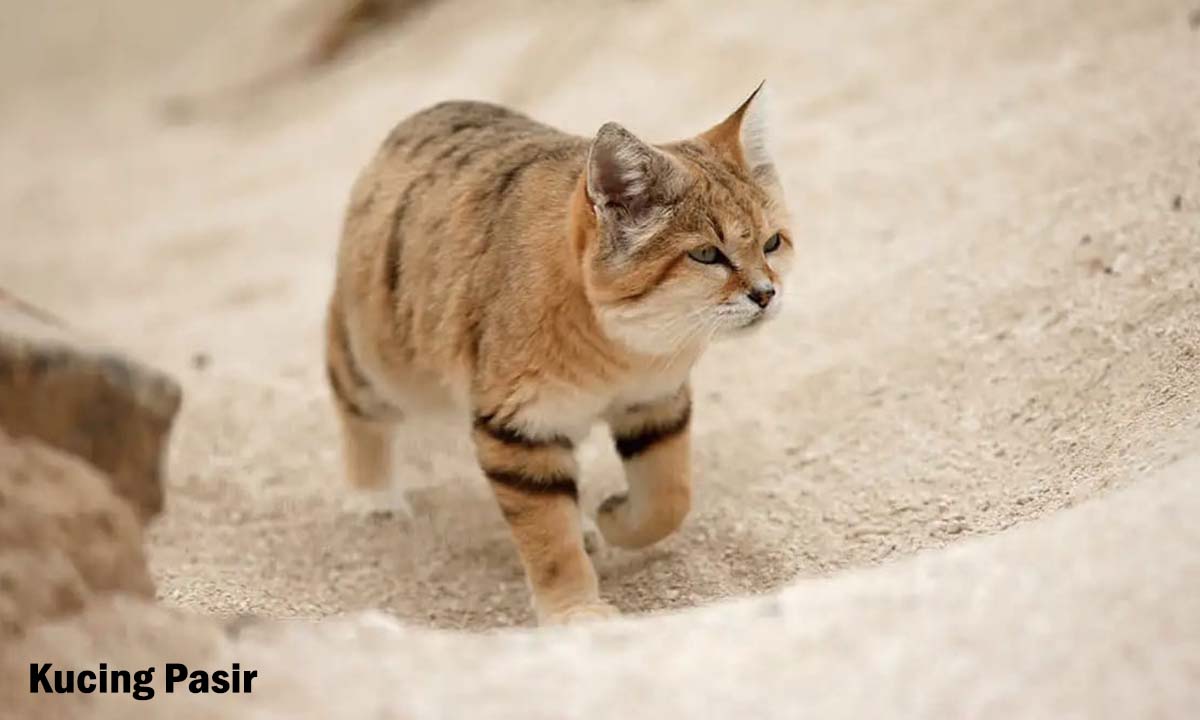 Kucing Pasir, Mengenal Karakterisitik Hewan yang Unik dan Menarik, Tangguh dan Keras !