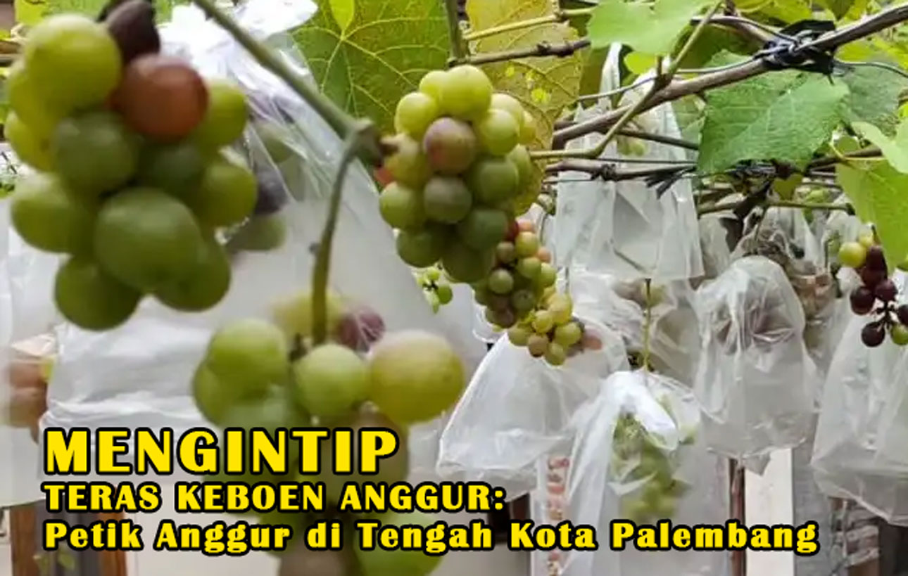 Banyak Gak Tau! Mengintip Teras Keboen Anggur: Petik Anggur di Tengah Kota Palembang, Serasa Berada di Bogor!