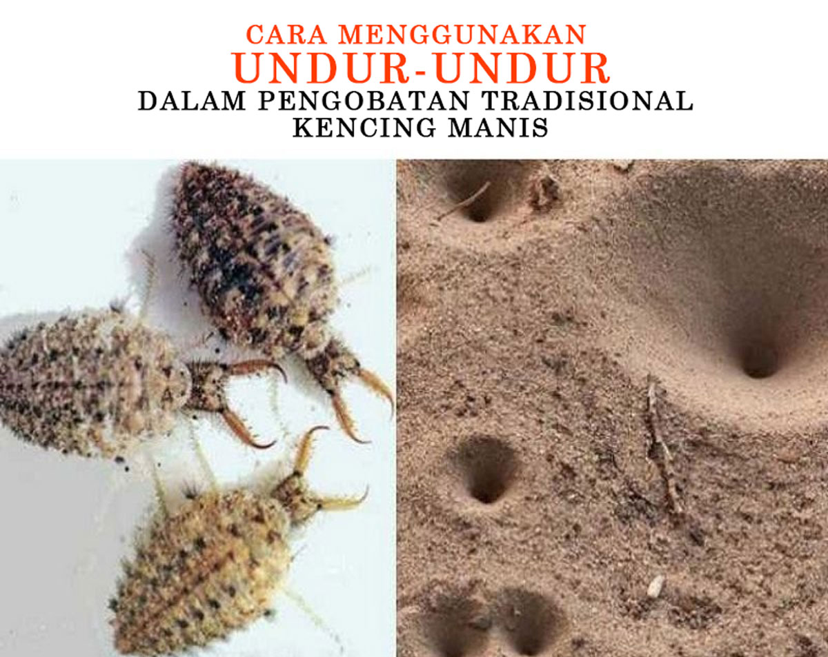 Cara Menggunakan Undur-undur dalam Pengobatan Tradisional Kencing Manis, Apa yang Perlu Diketahui? Halaman All