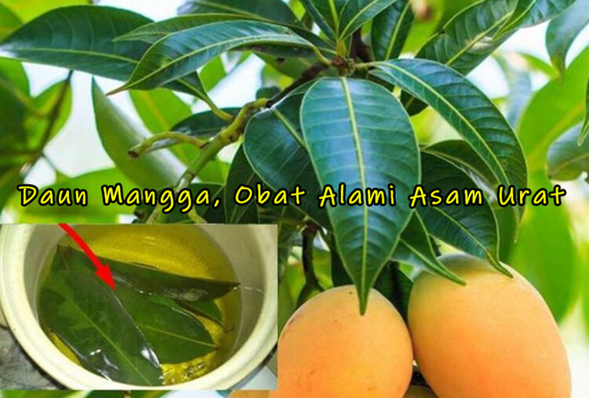 Biasanya Ada di Perkarangan Rumah! Inilah Daun Mangga, Obat Alami Asam Urat, Bagaimana Cara Kerjanya? Cek ya!