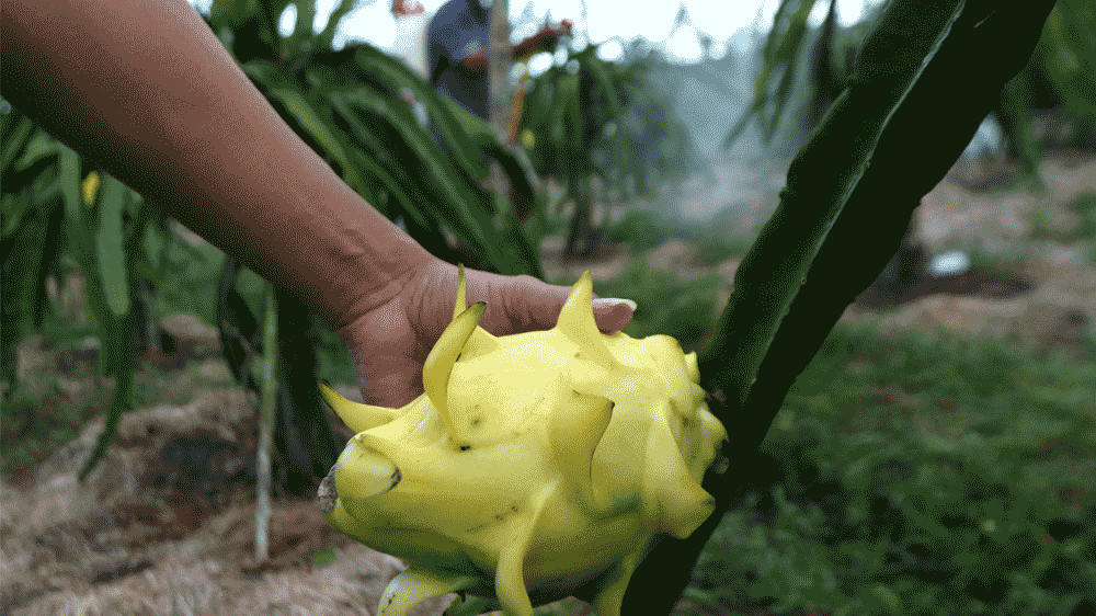 Dari Banyuwangi ke Pasar Nasional, Petani Buah Naga Naik Kelas Lewat Program Klasterku Hidupku BRI
