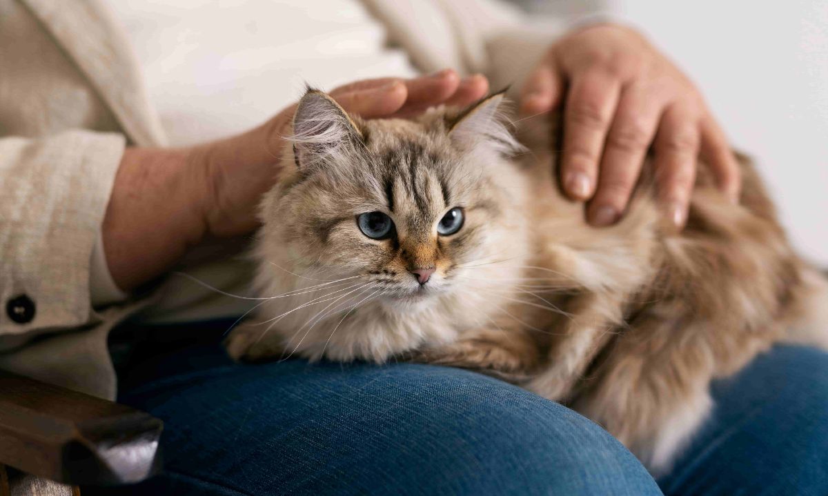 Sterilisasi Selesai, Kesejahteraan Kucing Dimulai! Tips Perawatan Eksklusif Pasca-Operasi