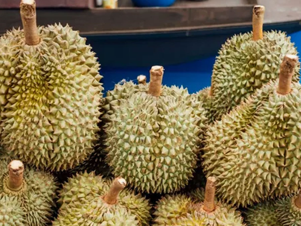 Cek Tangkai Durian untuk Mengetahui Kematangan Alaminya