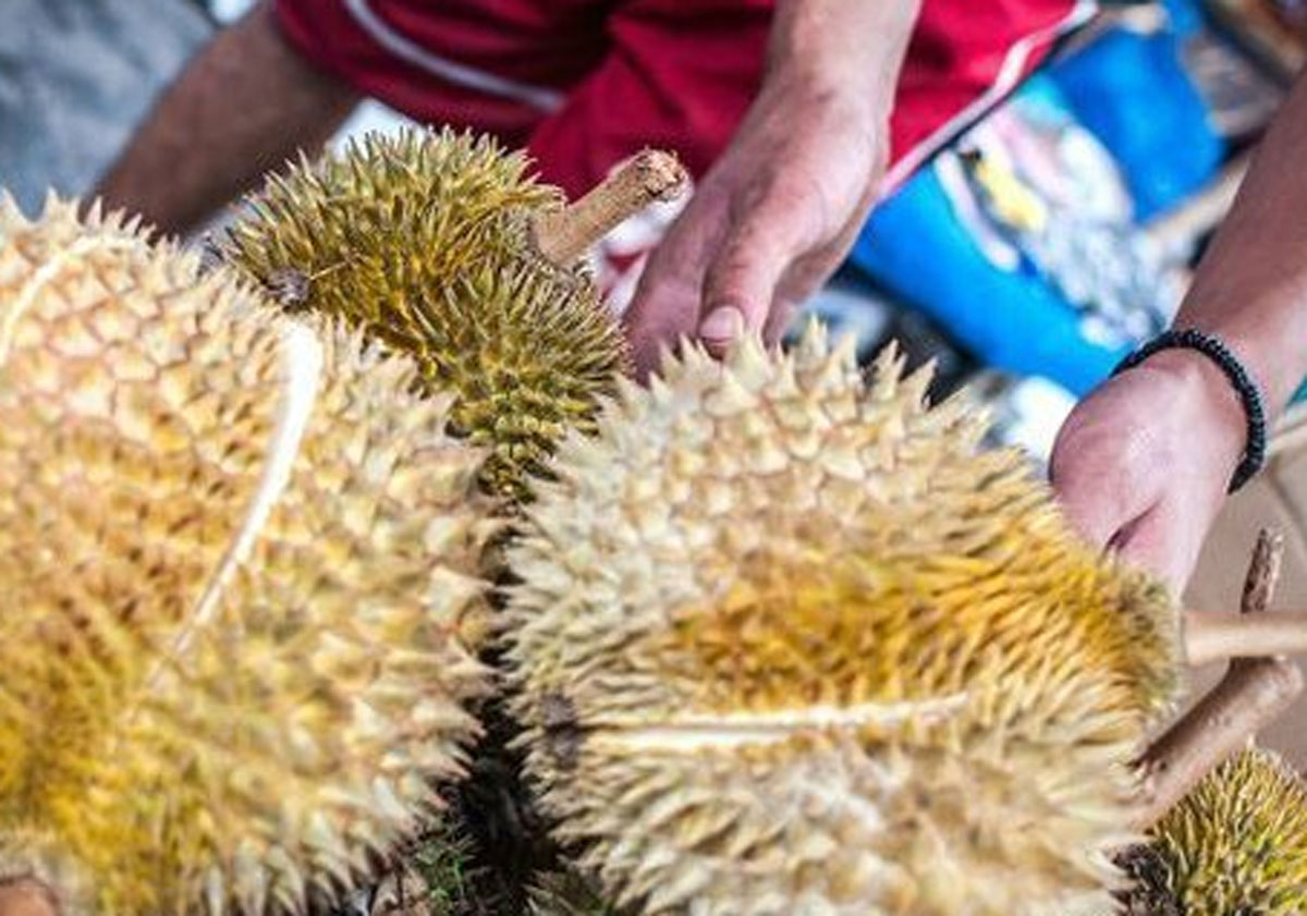 Mengapa Memilih Durian yang Bagus Itu Penting?