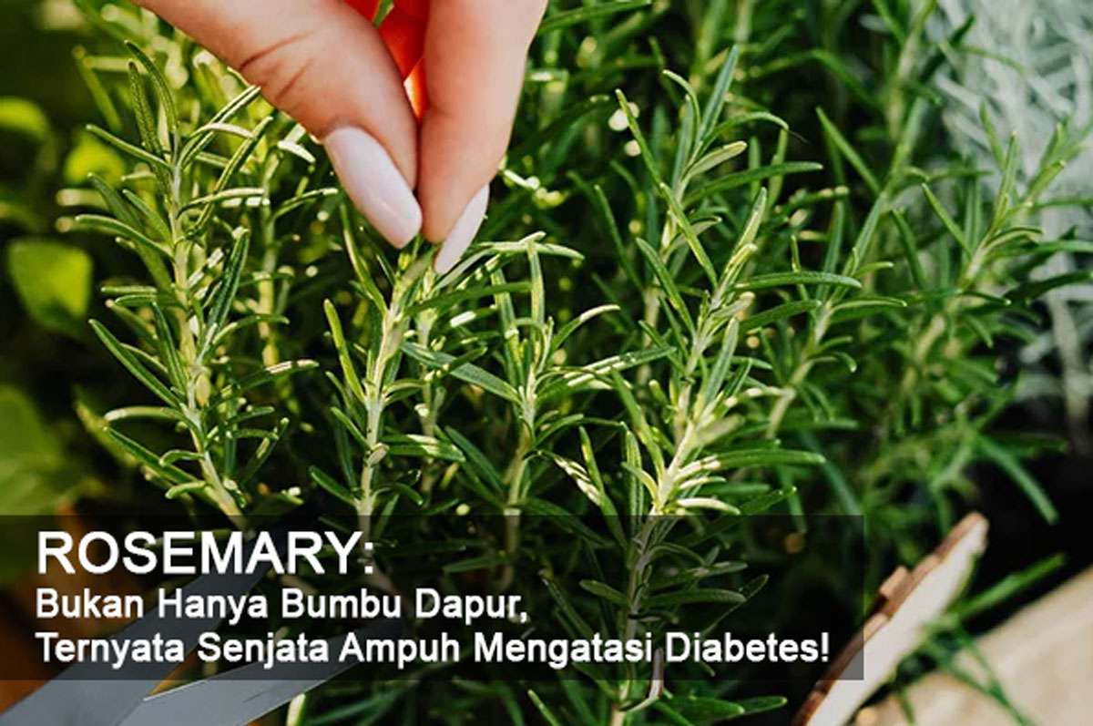 Rosemary: Bukan Hanya Bumbu Dapur, Ternyata Senjata Ampuh Mengatasi Diabetes! Apa Saja Keajaibannya?