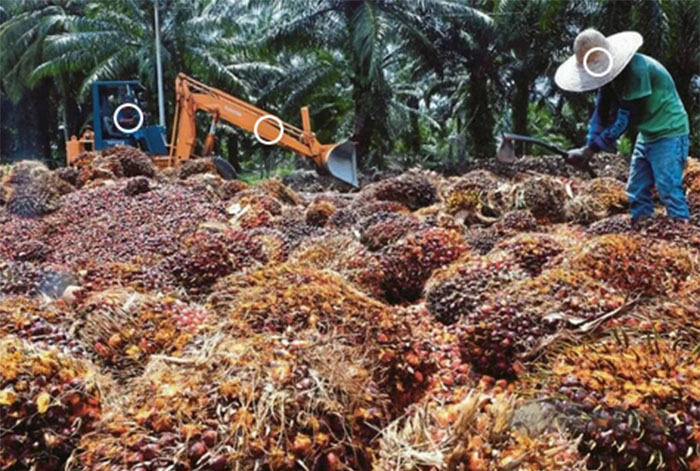 Dinamika Pasar Minyak Sawit: Variabel Kunci yang Mempengaruhi Harga Crude Palm Oil (CPO) Minggu Ini