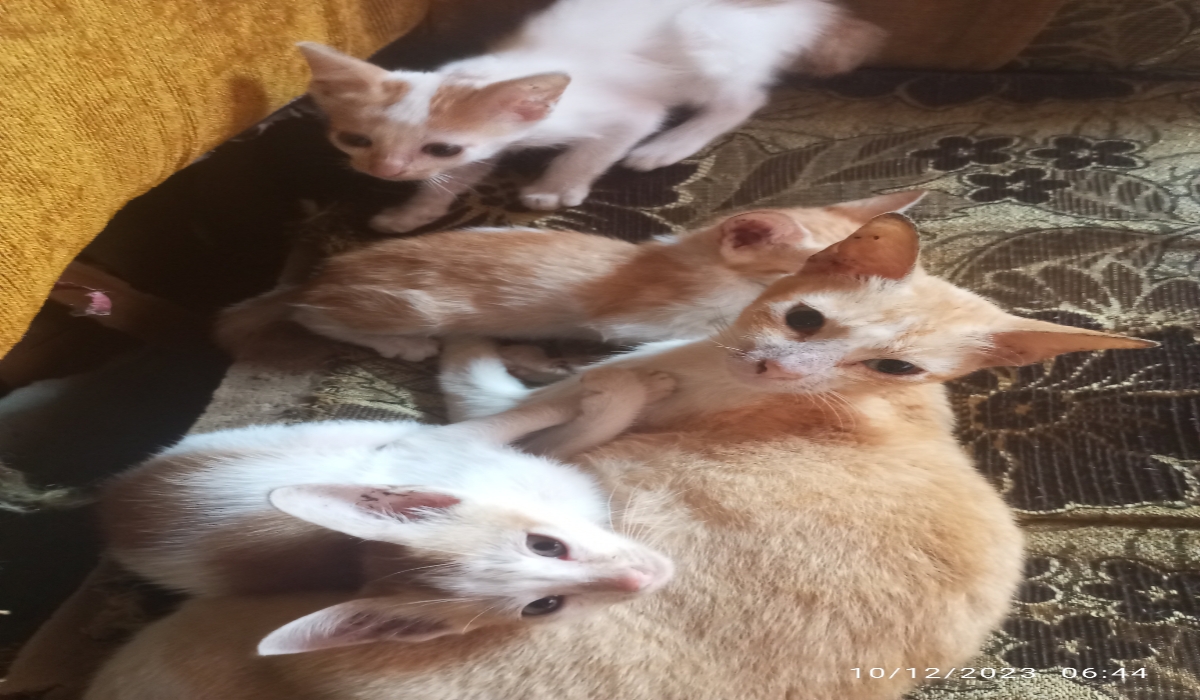 Inilah Alasannya Induk Kucing Melahirkan 6 Anak Bahkan Lebih! 