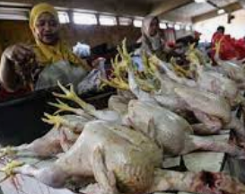 Surplus Daging Ayam di Bali Capai Rekor! Harga Turun Drastis Rp 42 Ribu/kg, Masyarakat Bersorak Gembira!