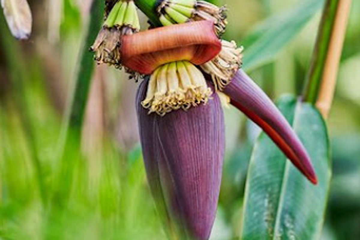 Jantung Pisang: Superfood yang Terlupakan, Ini 10 Manfaat Kesehatannya yang Mengejutkan