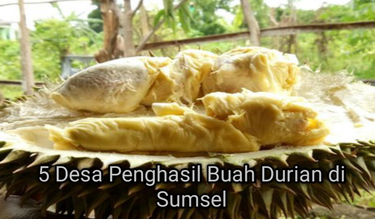 Pecinta Durian, Ini Rekam Jejak 5 Desa Penghasil Durian Terbesar di Sumsel Cocok Untuk Liburan Akhir Tahun! 