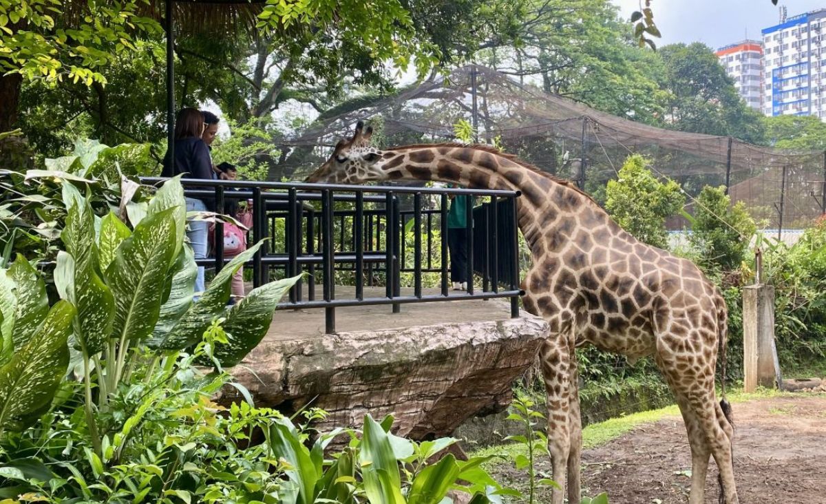 Wow! Pesona Fauna Kebun Binatang Sriwijaya: Edukasi, Konservasi, dan Hiburan untuk Semua Usia Lho