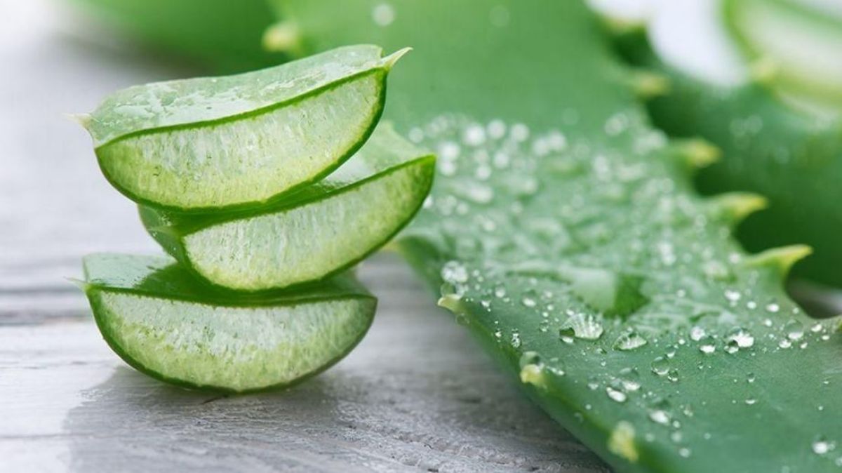 Manfaat Menakjubkan Lidah Buaya Nih! : Inilah 7 Khasiat Aloe Vera yang Harus Kamu Ketahui, Cek Yuk!