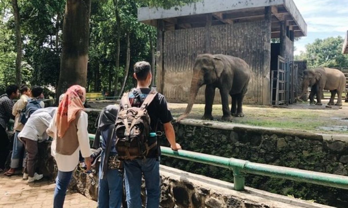 Intip Sekarang! Aktivitas Menarik di Kebun Binatang Sriwijaya, Ternyata Lebih dari Sekadar Melihat Satwa Saja!