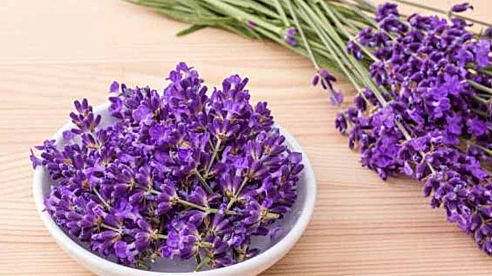 9 Manfaat Bunga Lavender untuk Kesehatan dan Kehidupan Sehari-Hari: Aromaterapi Alami yang Wajib Anda Coba!