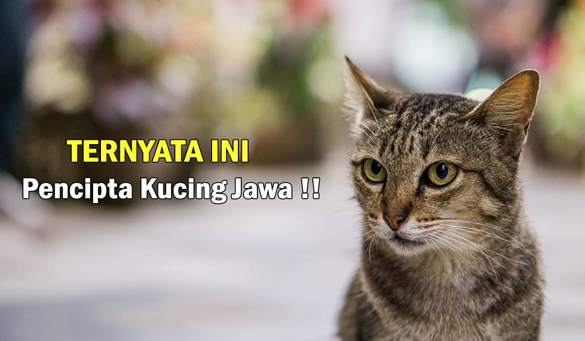 Kucing Jawa! Bukan Berasal dari Indonesia, Ini Sang Pencipta Kucing tahun 1950, Menarik dan Unik !