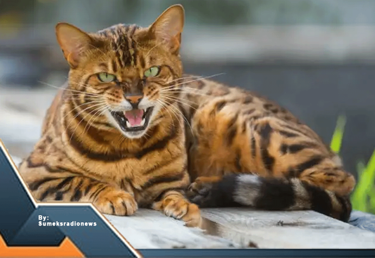 Meow-nificent! 6 Ras Kucing Termahal di 2024: Dari 'Mata Berlian' hingga 'Miminus' yang Bikin Dompet 'Meong'!