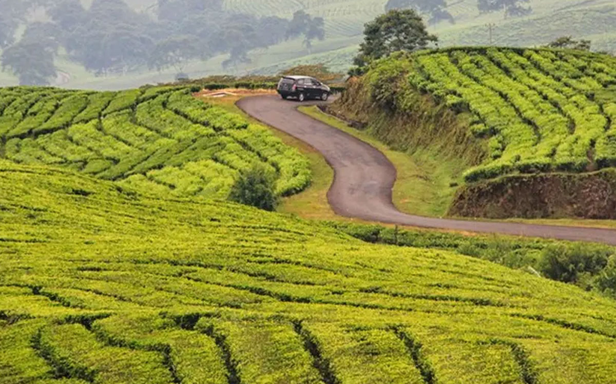 Nikmati Ketenangan di Kebun Teh Dempo: Surga Hijau di Kaki Gunung