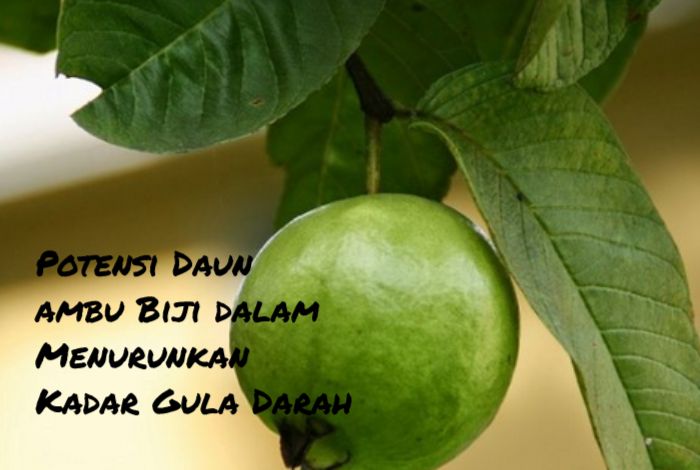 Mengenal Potensi Daun Jambu Biji dalam Menurunkan Kadar Gula Darah, Manfaat Kesehatan yang Menjanjikan