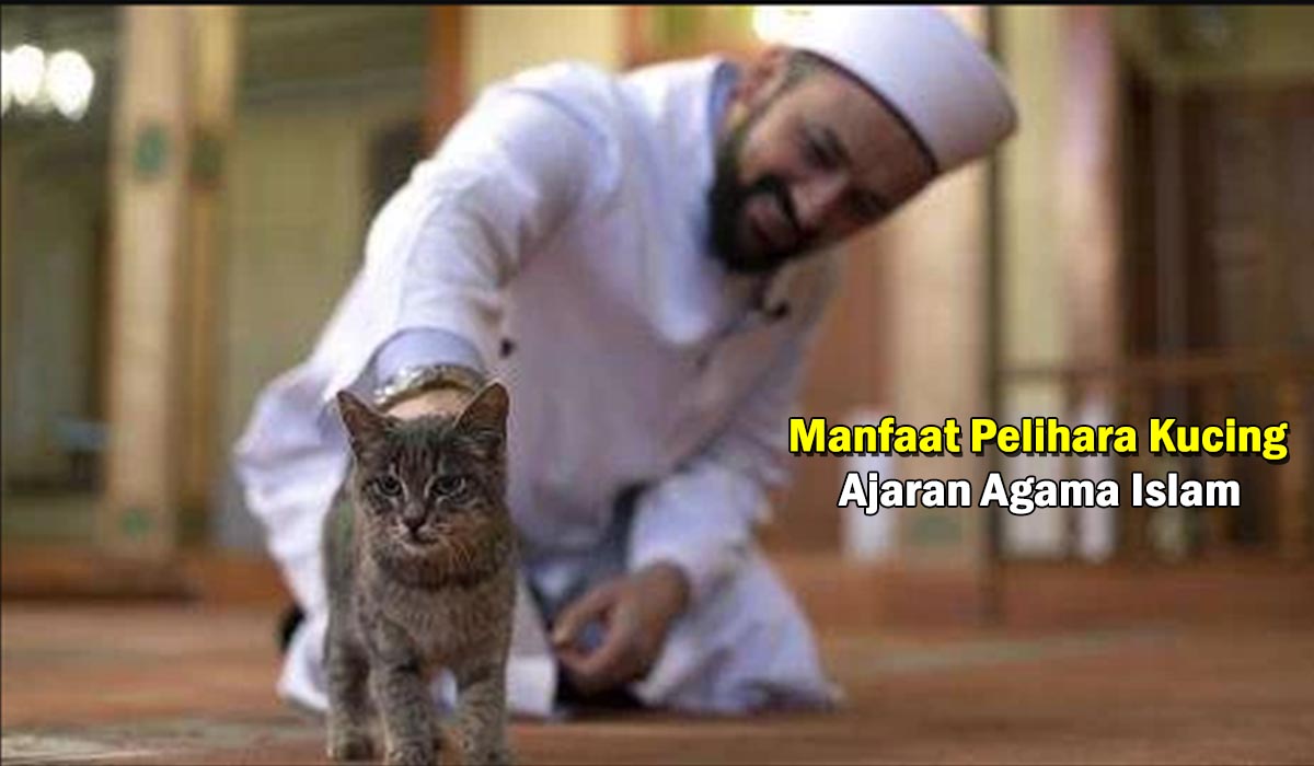 Subhanallah Berkah! 6 Manfaat Memelihara Hewan Kucing dalam Ajaran Islam, Ternyata ini !