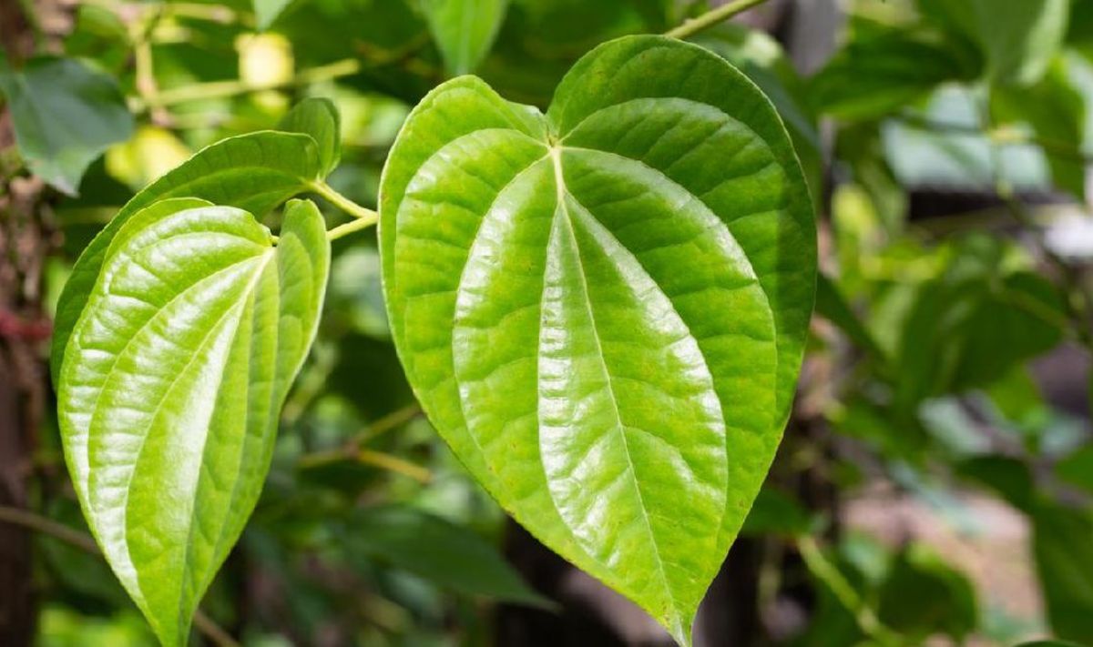 10 Manfaat Minum Air Rebusan Daun Sirih Merah, Solusi Alami untuk Kesehatan Tubuh