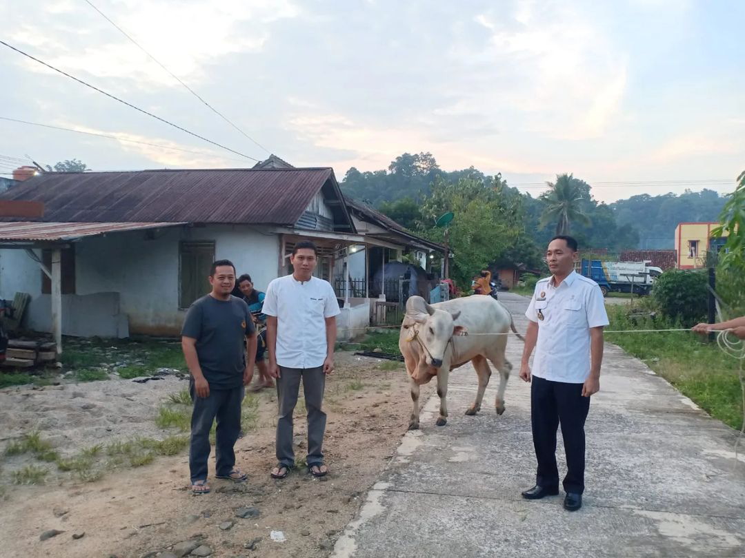 Pemerintah Kabupaten OKU Selatan Serahkan 9 Ekor Sapi sebagai Hewan Kurban untuk Masyarakat