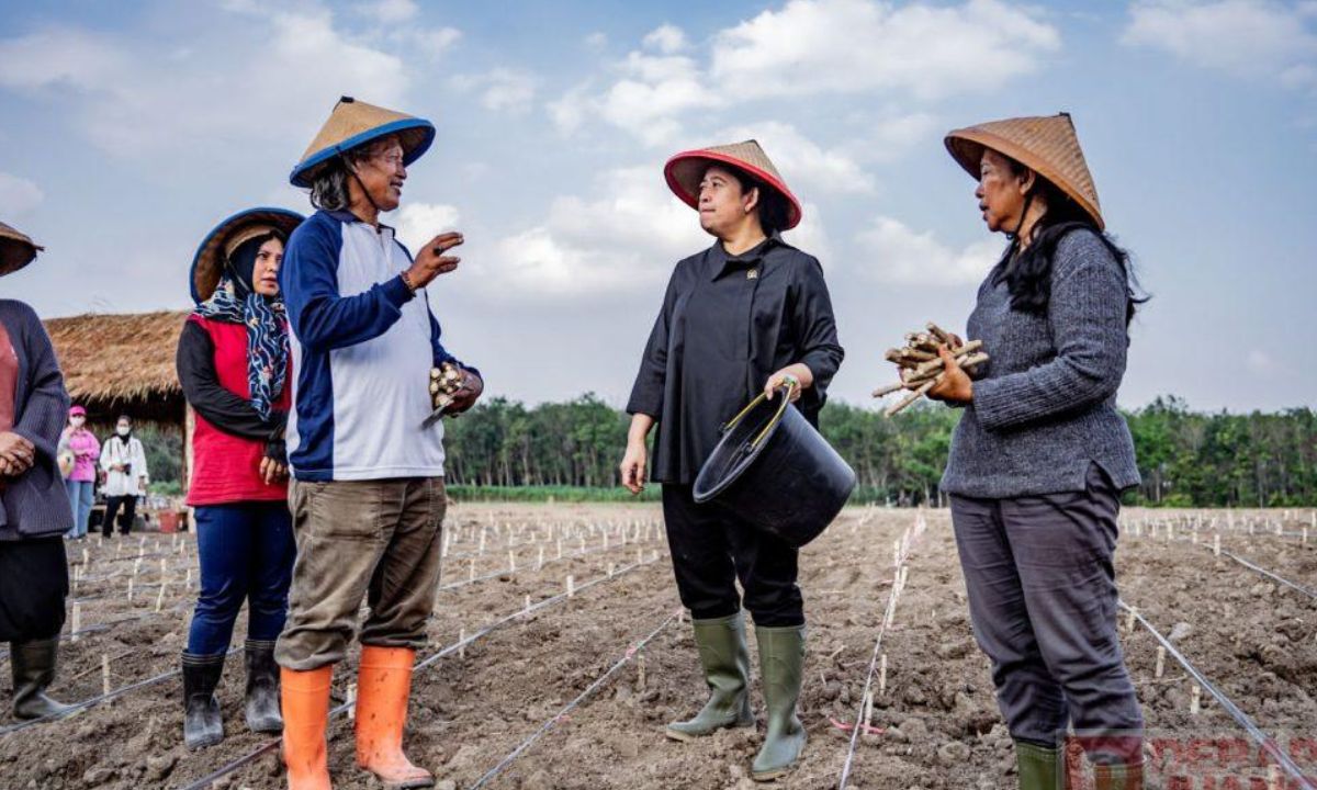 Petani Lokal sebagai Tulang Punggung Program MBG: Jaminan Pasar dan Peningkatan Kesejahteraan!