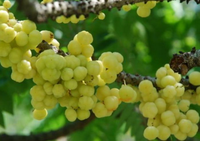 Mengungkap Keunikan Buah Cermai: Tidak Hanya Cita Rasanya,  Tetapi Juga Khasiat Luar Biasa Bagi Kesehatan