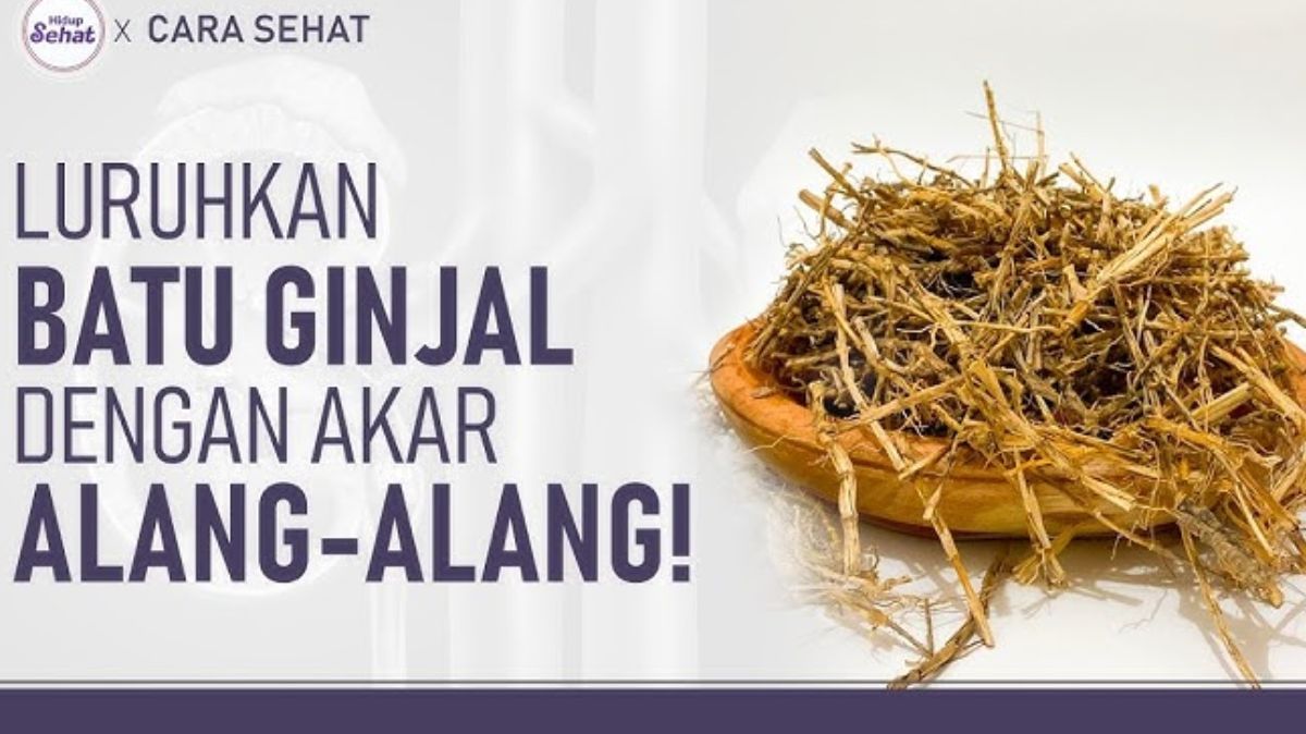 Intip Yuk! Akar Alang-Alang: Solusi Herbal Alami untuk Mengatasi Batu Ginjal