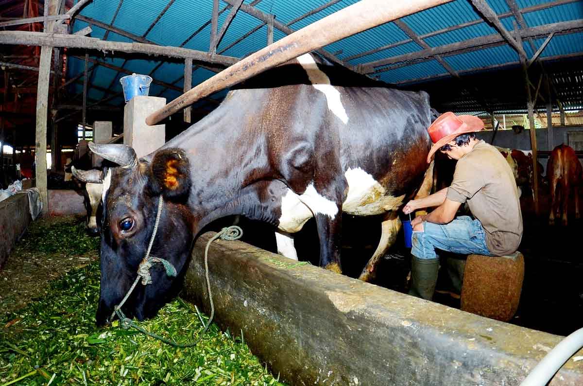 Klaster Susu di Ponorogo Tingkatkan Produksi, Dapatkan Dukungan Pembiayaan dan Transaksi dari BRI
