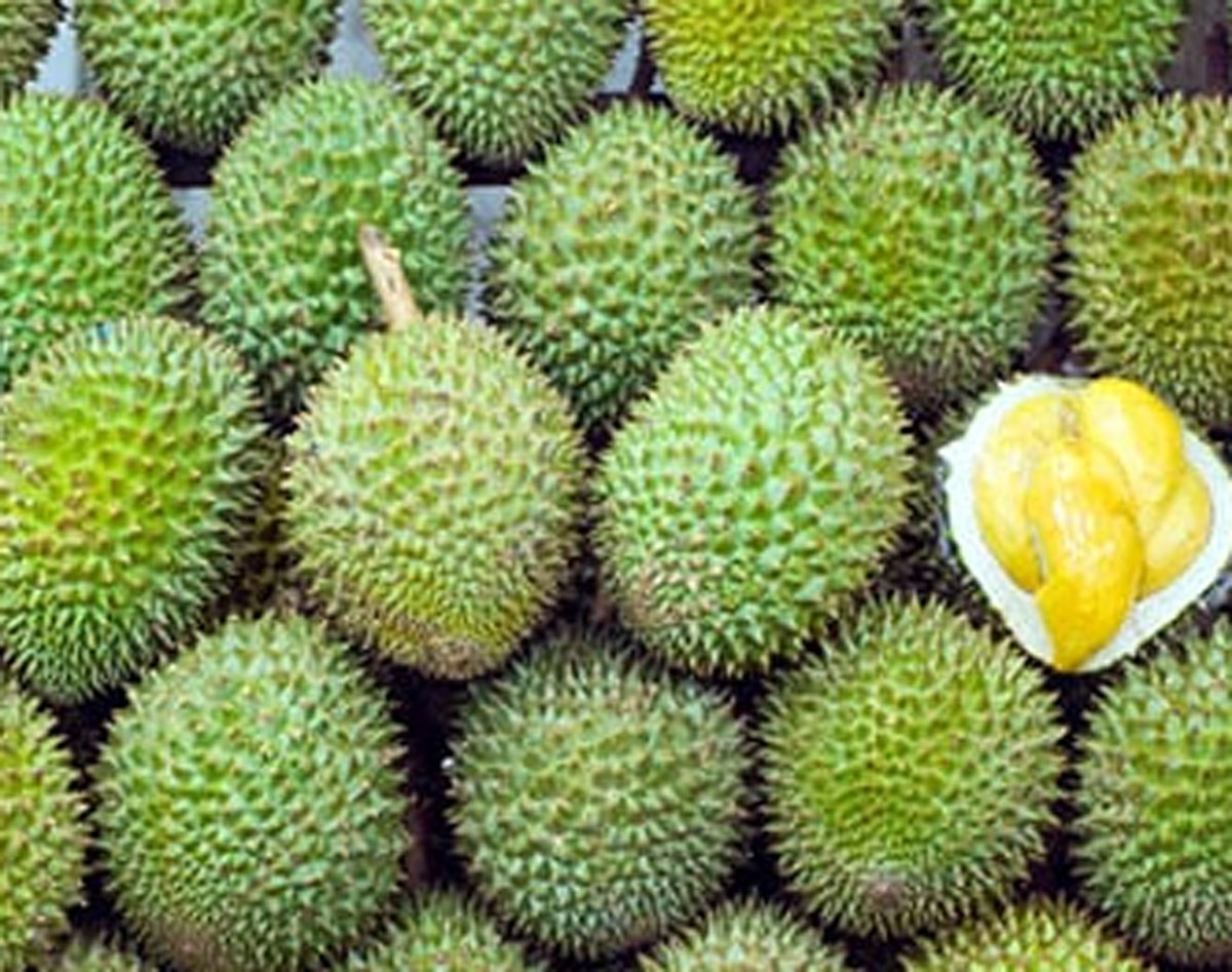 Bentuk Bulat Sempurna, Tanda Durian dengan Daging Tebal: Rahasia Memilih Durian Terbaik