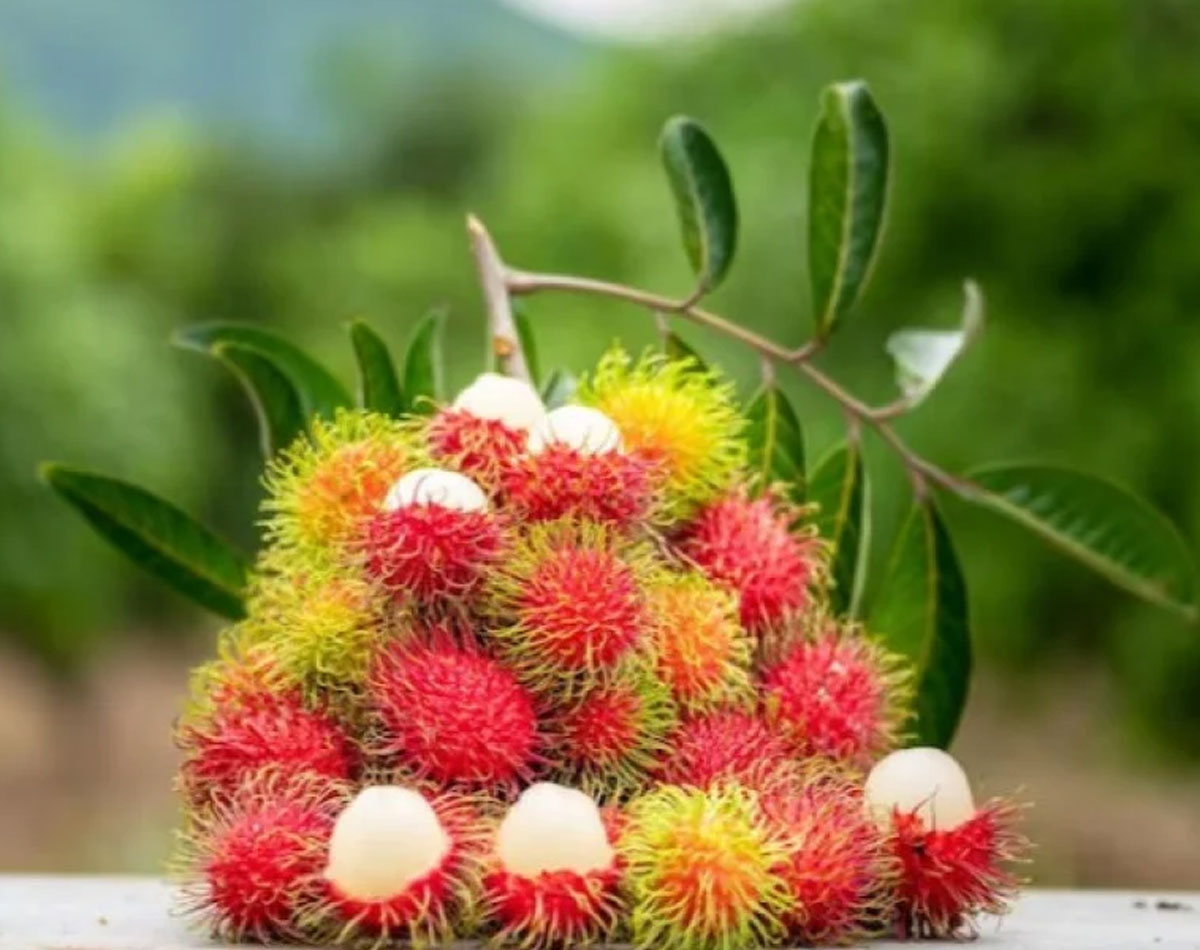 Rambutan: Rahasia Alami untuk Meningkatkan Kekebalan Tubuh