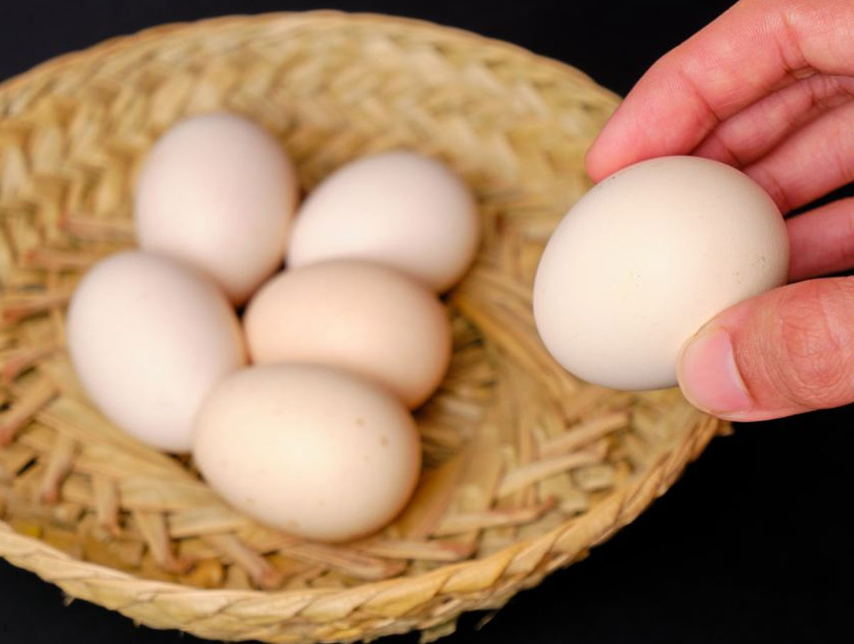 Rahasia Kandungan Telur Ayam Kampung dan Manfaatnya untuk Kesehatan