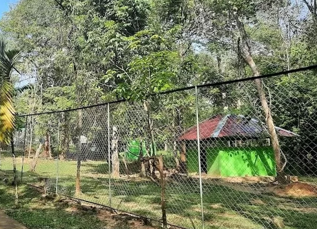 Menikmati Keindahan Perkebunan Teh Kayu Aro: Pesona Alam Jambi yang Menenangkan