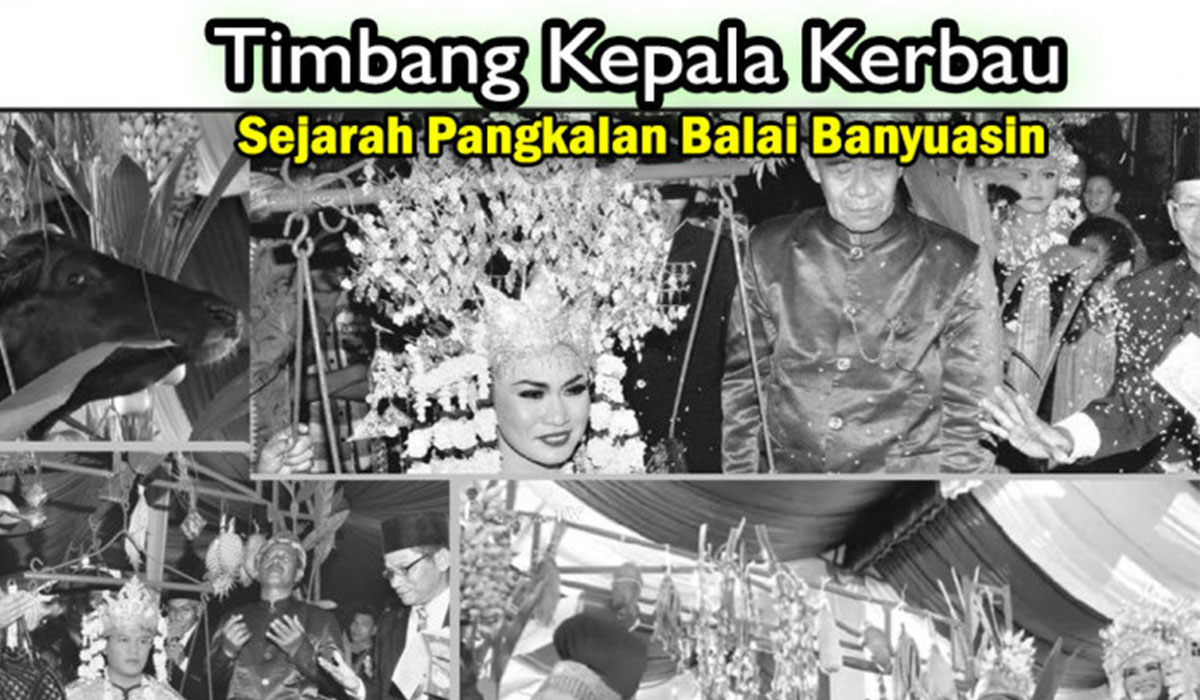 Mengenal arti Timbang Kepala Kebo: Tradisi Adat Pernikahan di Kota Pangkalan Balai Banyuasin, Urang Tubo Nian!