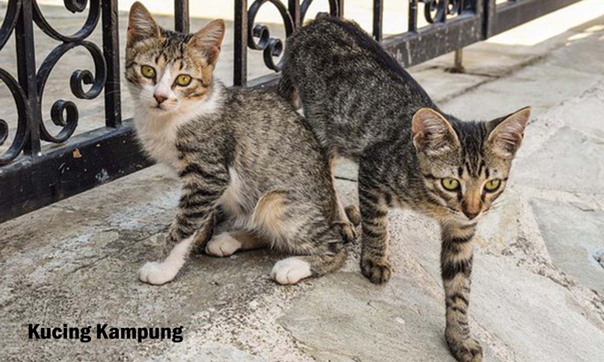 Kucing Kampung, Ternyata Punya Nama Lain dan Sejarah Keunikan yang Menarik, Cek Fakta Yuks !