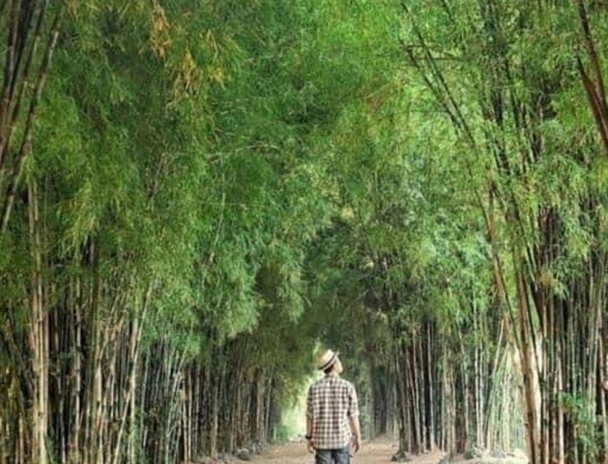 Hutan Bambu Keputih: Oase Asri di Tengah Kota Surabaya