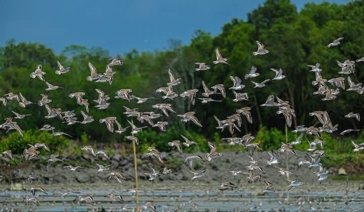 Surga Burung Migran! Inilah Rupa Keindahan Sungai, dan Pesona Taman Nasional Sembilang Banyuasin