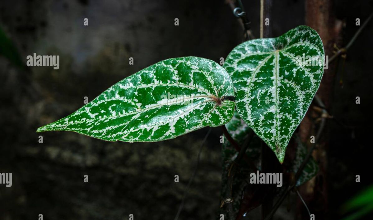 Mengatasi Infeksi Bakteri dengan Daun Sirih Merah: Manfaat Flavonoid dan Fenol yang Ampuh