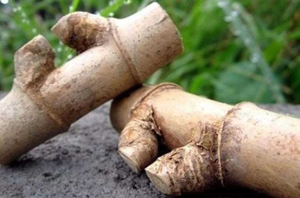 Iniah Pring Petuk: Bambu Unik Pembawa Rezeki, Simak Asal Usul & Proses Pembentukannya!