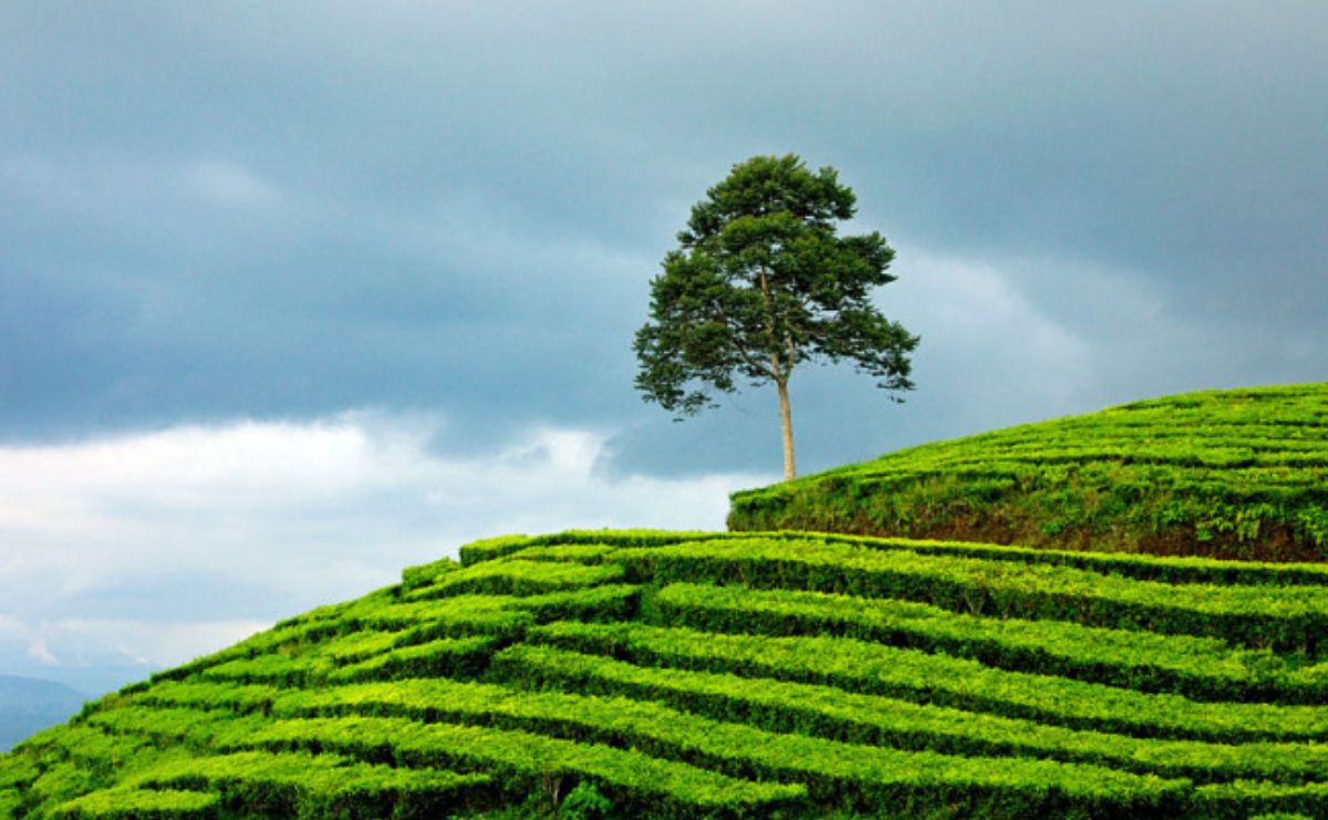 Kebun Teh Gunung Dempo: Wisata Hijau yang Wajib Dikunjungi di Pagar Alam!