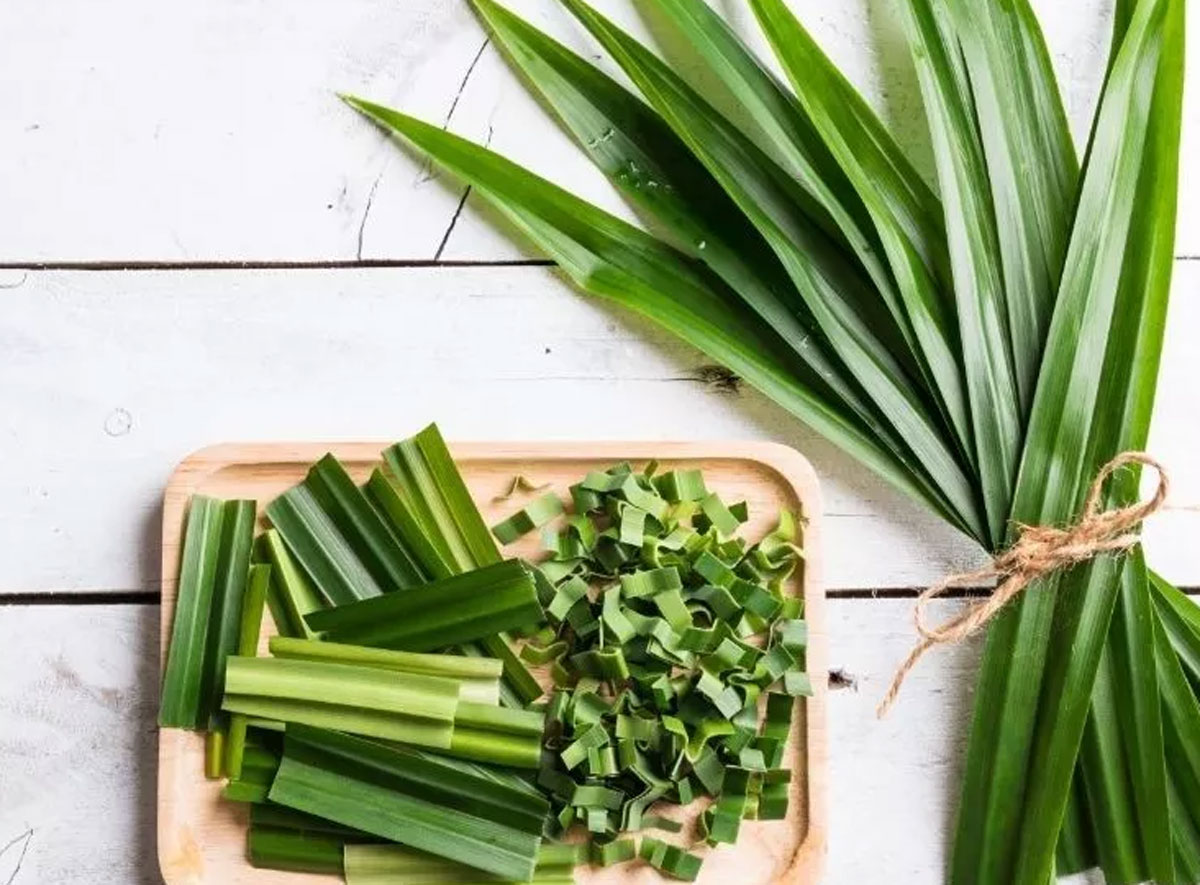 Rahasia Daun Pandan untuk Kulit Kepala Sehat dan Bebas Ketombe