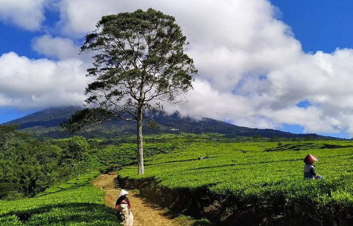 Gunung Dempo: Eksplorasi Alam di Perbatasan Sumatera Selatan dan Bengkulu yang Menawan