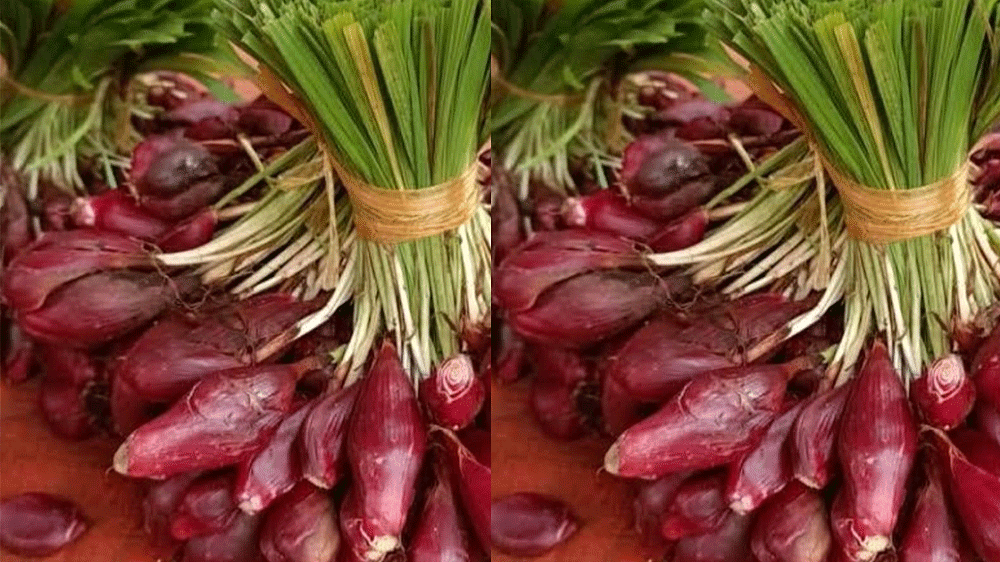 Bawang Dayak: Tanaman Sederhana yang Ternyata Super Hebat, Penakluk Gula Darah dan Penjaga Jantung