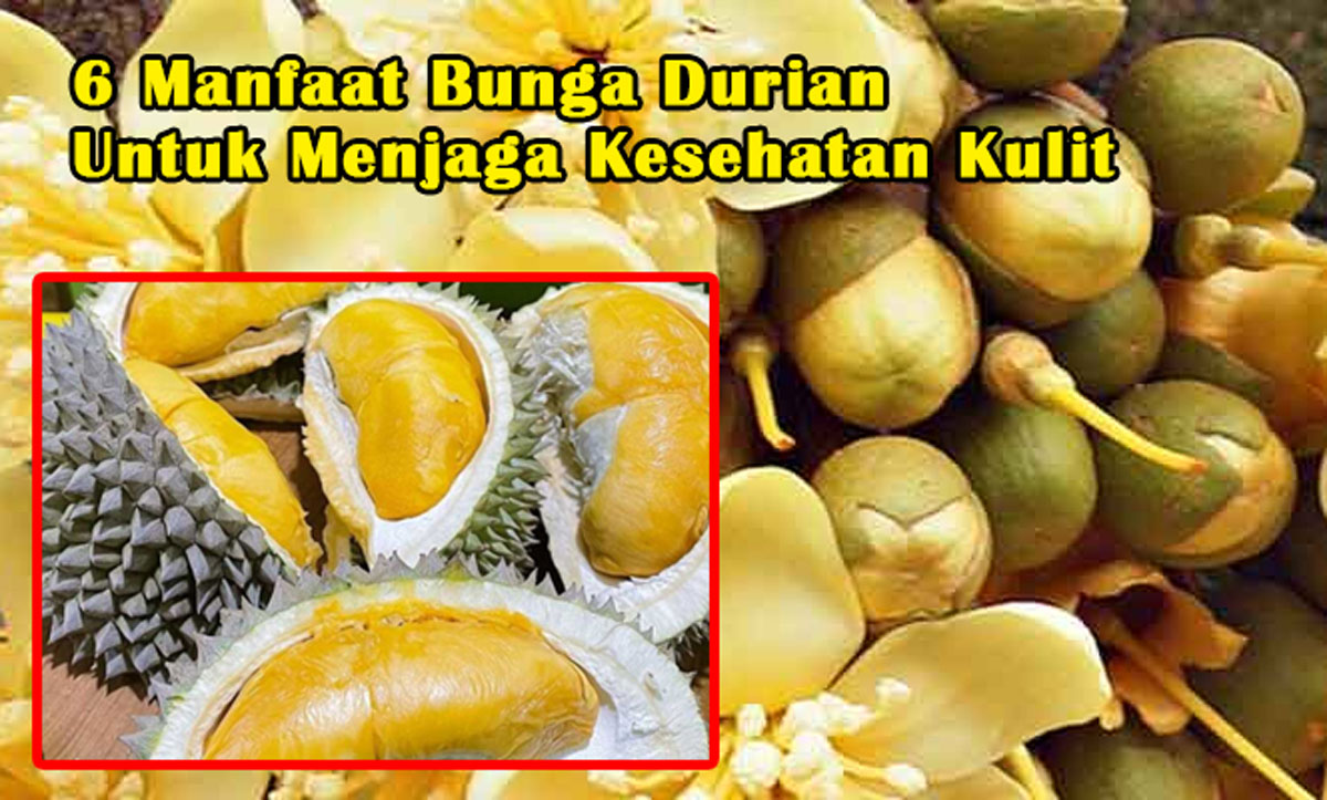 Di Juluki 'King Of Fruit', Inilah 6 Manfaat Bunga Durian Untuk Menjaga Kesehatan Kulit Anda, Wajib Tau!
