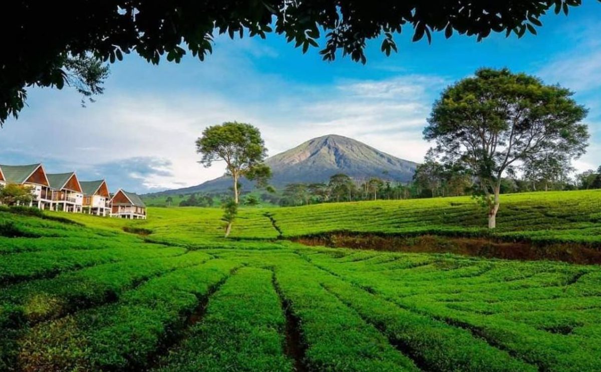 Wah Segar! Gunung Dempo Pagar Alam: Surga Pendaki dengan Dua Puncak Eksotis dan Panorama Kebun Teh!
