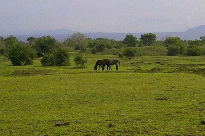 Temukan Keindahan Padang Savana Mirip New Zealand Hanya 30 Km dari Palembang