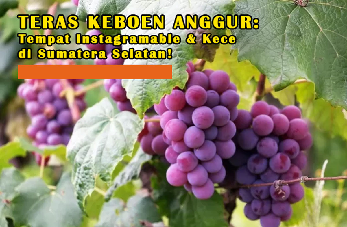 InstaParadise Palembang: Petik Anggur di Teras Keboen Anggur, Tempat Instagramable & Kece di Sumatera Selatan!