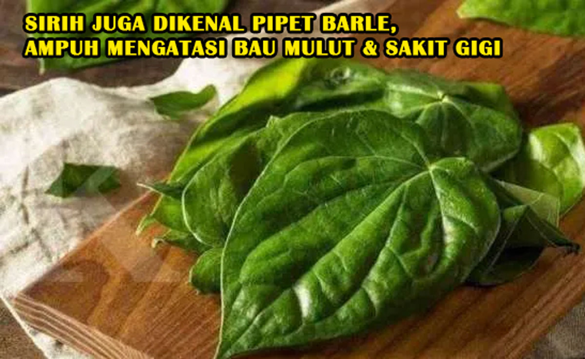 Sirih Juga Dikenal Pipet Barle, Tanaman Ini Ternyata Ampuh Mengatasi Bau Mulut & Sakit Gigi - Baca Lengkapnya!