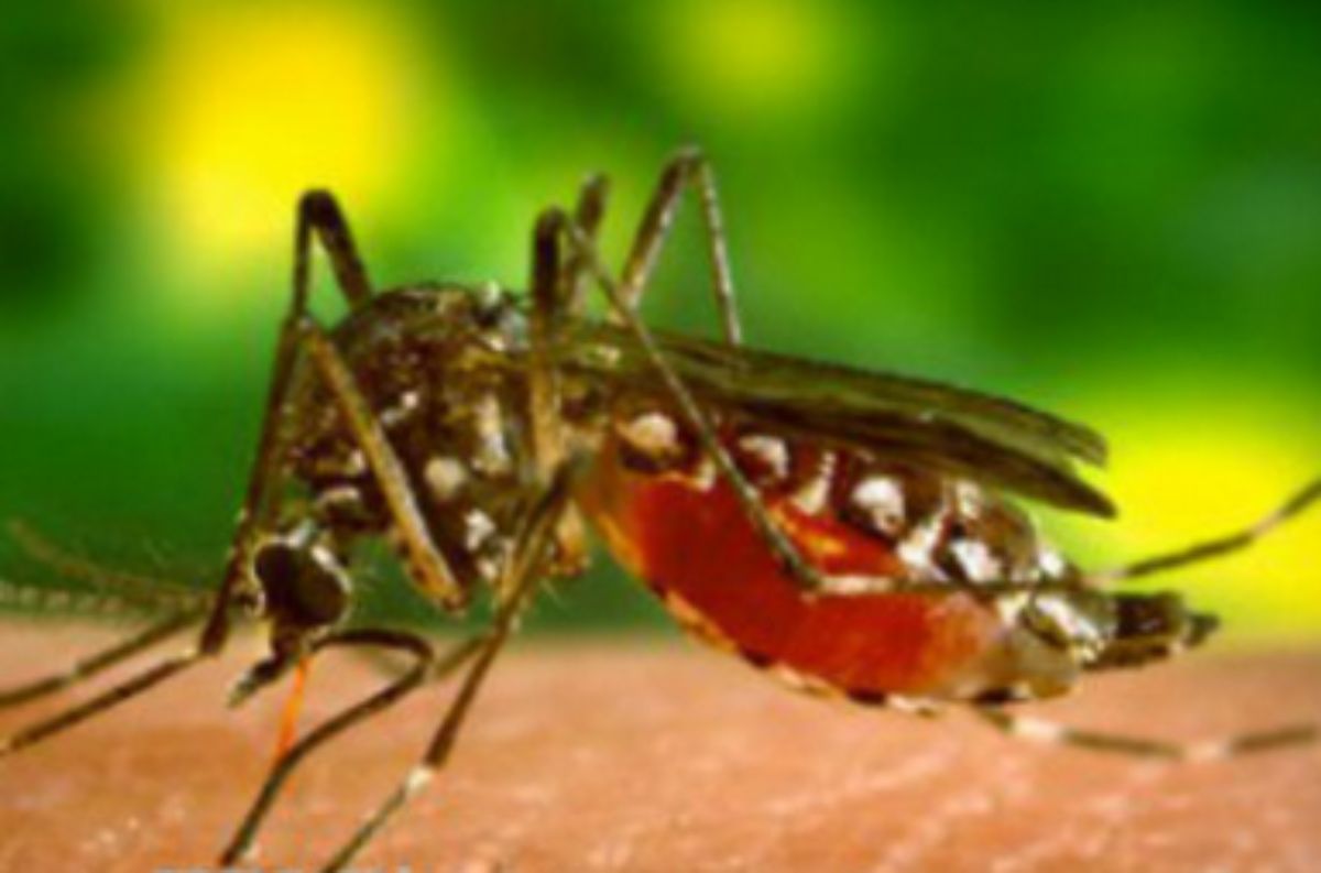 Malaria dan Penyakit Ginjal Akut (PGA): Explorasi Hubungan & Implikasinya dalam Kesehatan Global